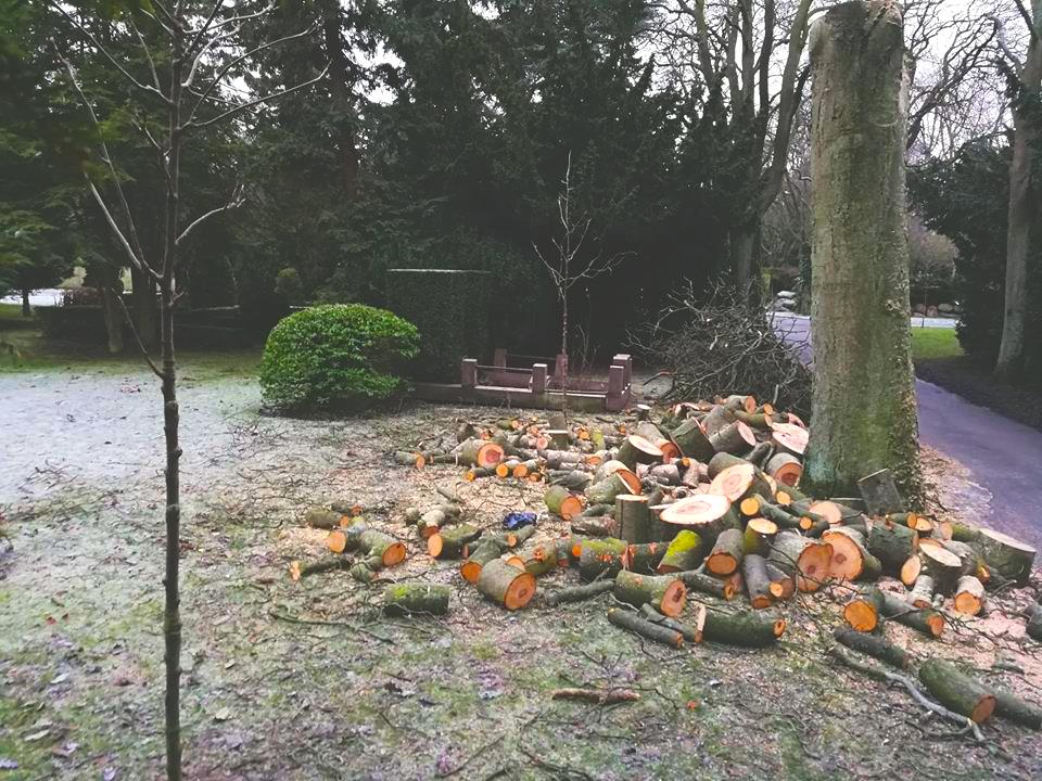 Kommunen fælder syge træer på Assistens Kirkegård på Nørrebro – plan skal redde gamle træer