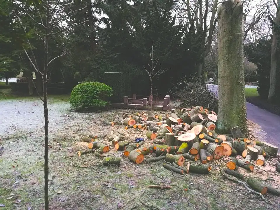 Kommunen fælder syge træer på Assistens Kirkegård på Nørrebro – plan skal redde gamle træer