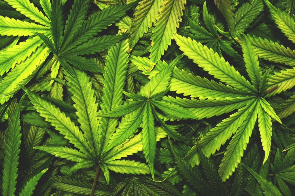 Københavns overborgmester tager nyt skridt i kampen mod Pusher Street og for legalisering af cannabis