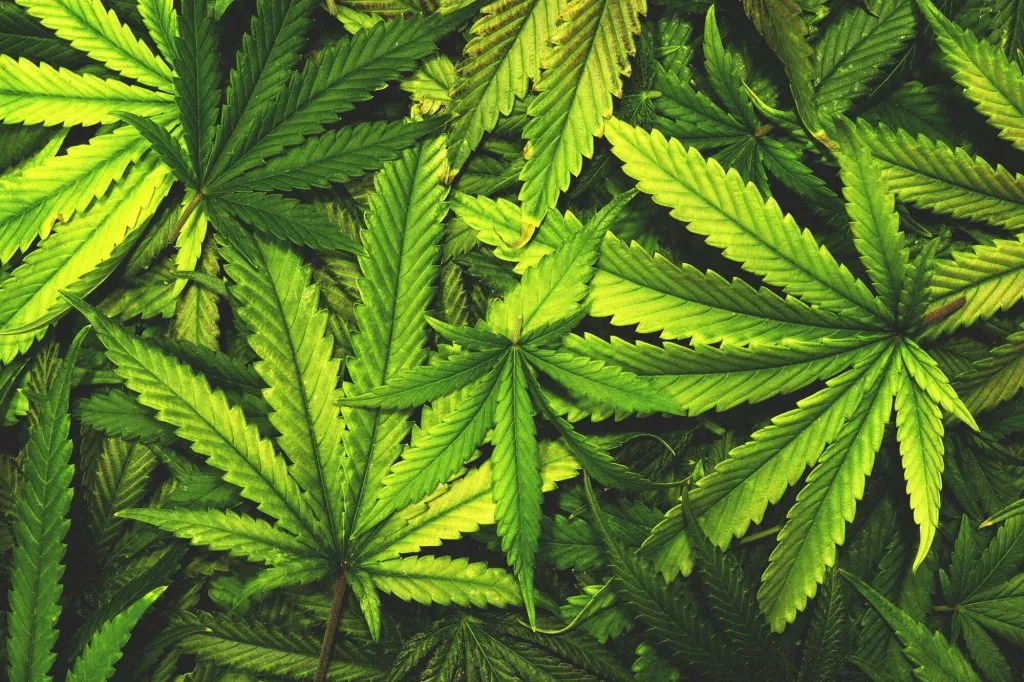 Københavns overborgmester tager nyt skridt i kampen mod Pusher Street og for legalisering af cannabis