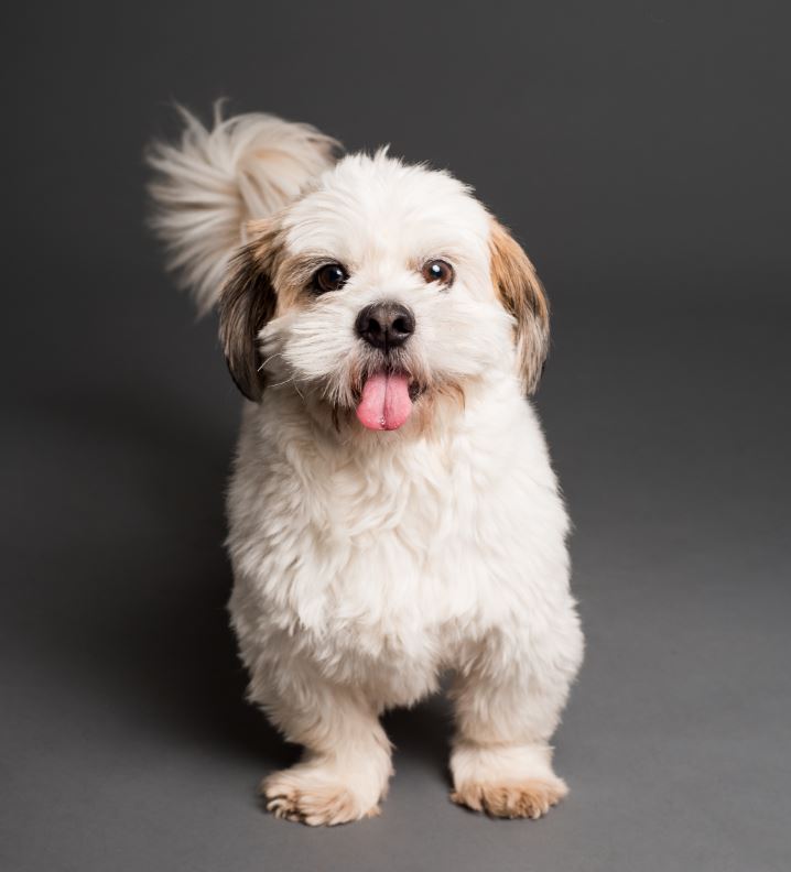 De mange fordele ved at have en hund