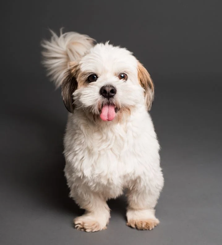 De mange fordele ved at have en hund