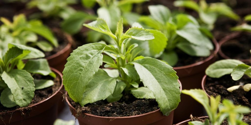 Københavns Kommune vil dyrke blomster for 4,7 millioner: ‘Det er helt ude i skoven’