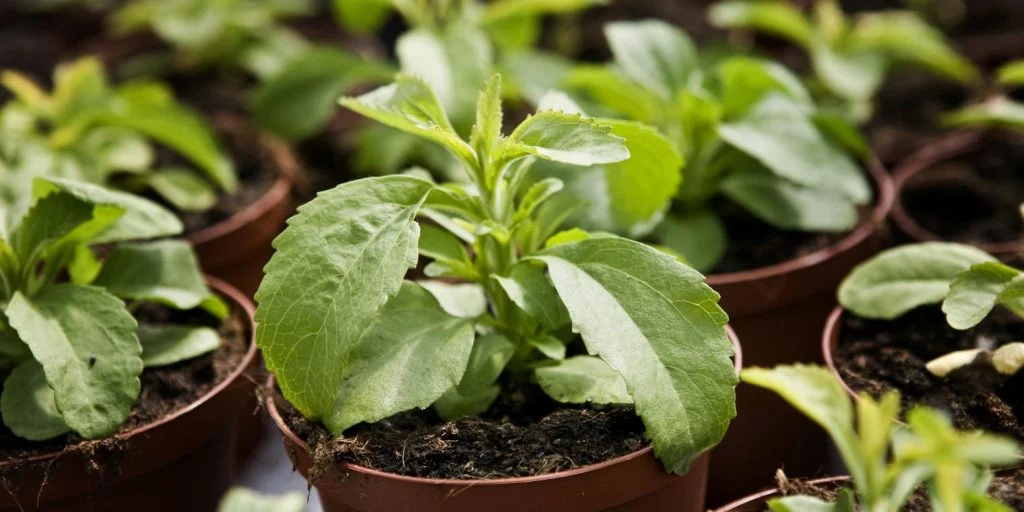 Københavns Kommune vil dyrke blomster for 4,7 millioner: ‘Det er helt ude i skoven’