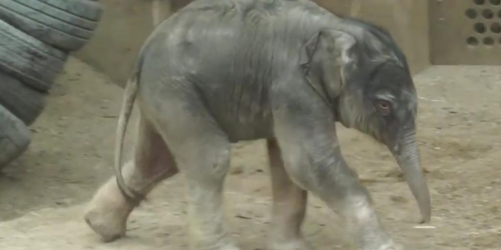 Ny beboer i Københavns Zoo – lille elefantunge født i nat