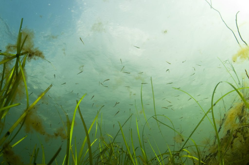 Tag et kig under vandet, når Natur i Byen inviterer på gratis havnerundfart i Københavns Havn