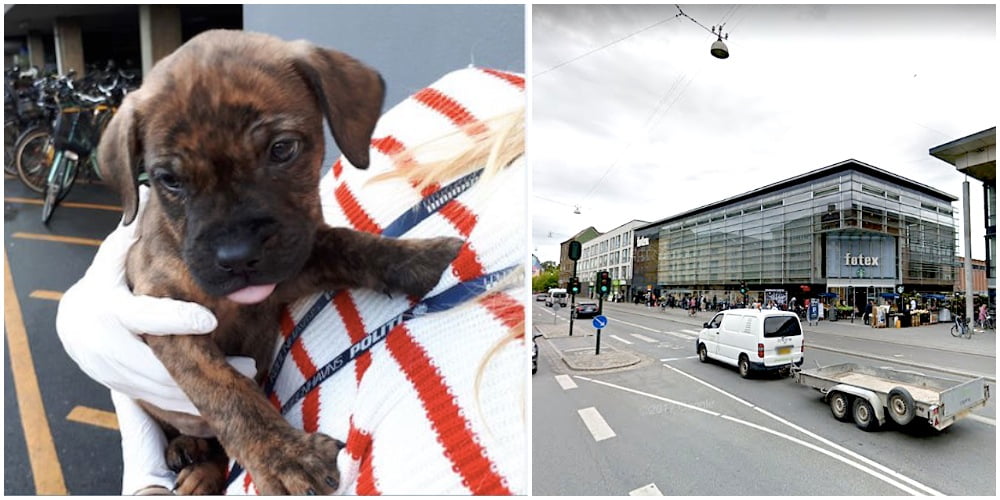 Husker du hvalpen, der blev fundet foran Føtex på Nordre Fasanvej? Nu er der nyt i sagen