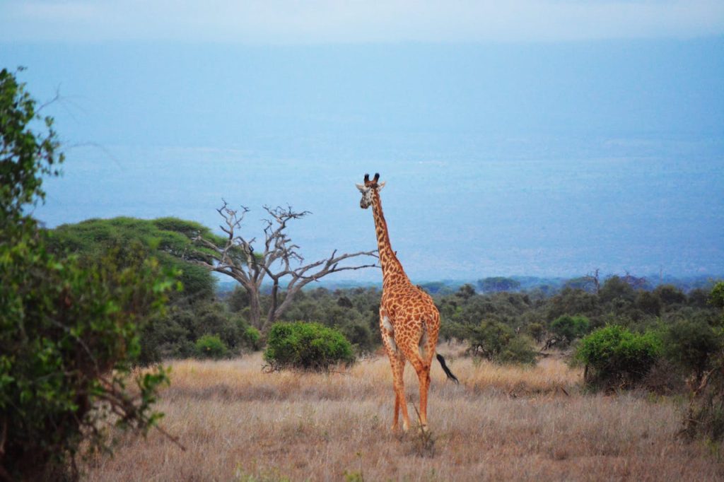 Udforsk fantastiske Afrika på safarirejser