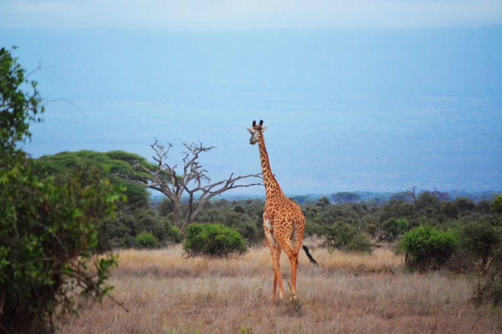 Udforsk fantastiske Afrika på safarirejser