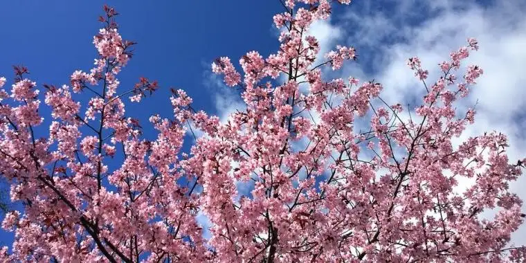 Smukke kirsebærtræer og delikate specialiteter: Japansk festival indtager Langelinje Park i april