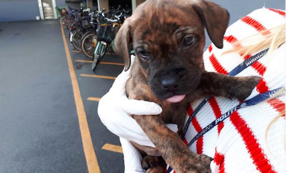 Frederiksberg: Hundehvalp efterladt ved Føtex på Nordre Fasanvej – hvem er ejeren?