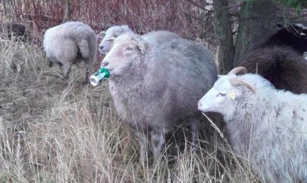 Får fik tungen i klemme i øldåse på Kalvebod Fælled: Kunne ikke spise i flere dage