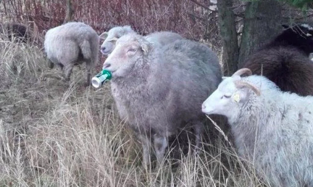 Får fik tungen i klemme i øldåse på Kalvebod Fælled: Kunne ikke spise i flere dage